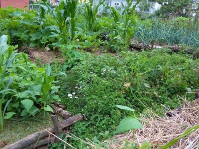 Zehrinina šuma hrane