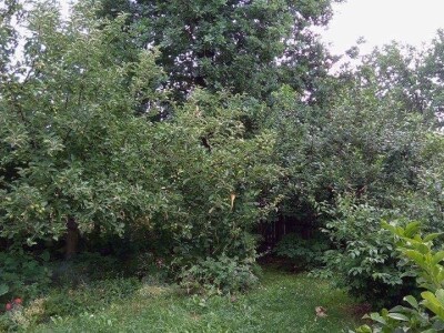 Zehrinina šuma hrane