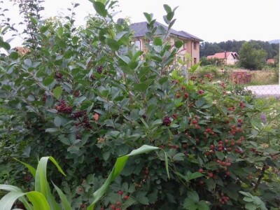 Zehrinina šuma hrane