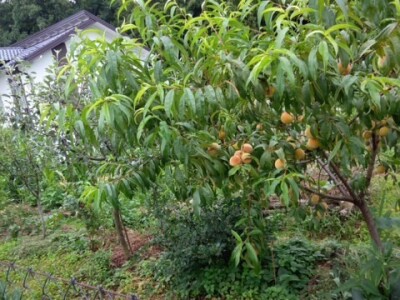 Zehrinina šuma hrane