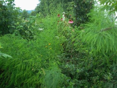 Zehrinina šuma hrane