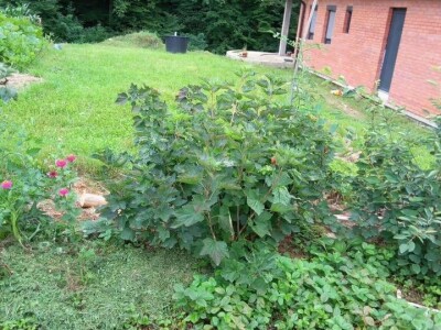 Zehrinina šuma hrane