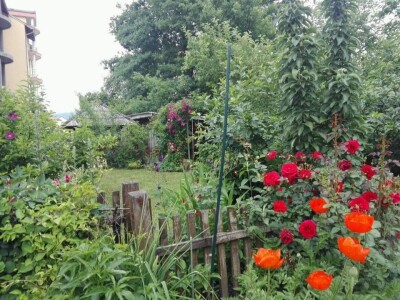 Zehrinina šuma hrane