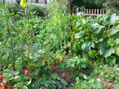 Zehrinina šuma hrane