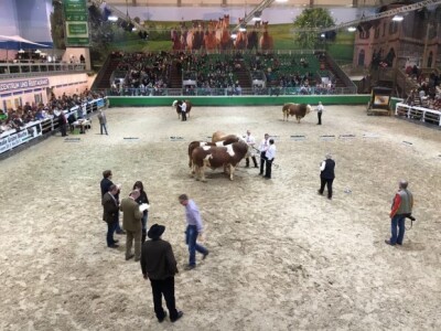 U ringu je stalno bilo živahno