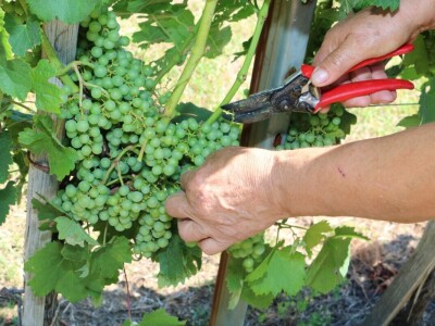 Zelena berba u vinogradu Branka Mihalja