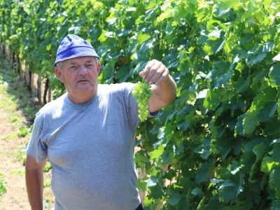 Zelena berba u vinogradu Branka Mihalja