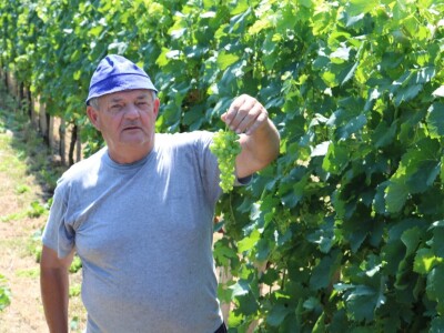 Zelena berba u vinogradu Branka Mihalja