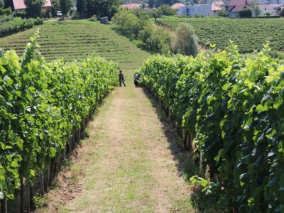 Zelena berba u vinogradu Branka Mihalja