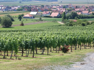 Zelena berba u vinogradu Branka Mihalja