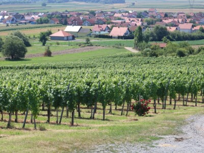 Zelena berba u vinogradu Branka Mihalja