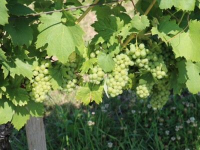 Zelena berba u vinogradu Branka Mihalja