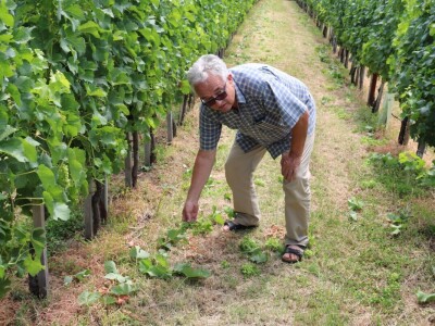 Zelena berba u vinogradu Branka Mihalja