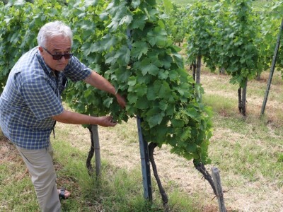Zelena berba u vinogradu Branka Mihalja