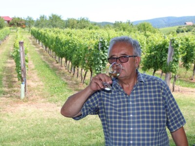 Zelena berba u vinogradu Branka Mihalja