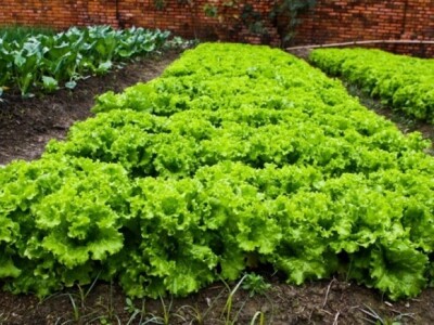 Zelena salata u jednom od mnogih obiteljskih plastenika doline Neretve