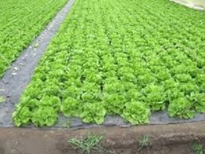 Zelena salata u neretvanskom plasteniku