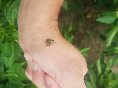 Zelena stjenica Zelena stjenica