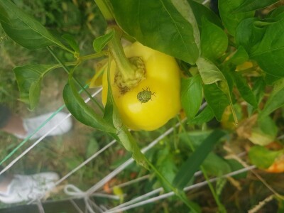 Zelena stjenica Zelena stjenica