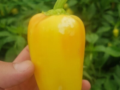 Zelena stjenica Zelena stjenica