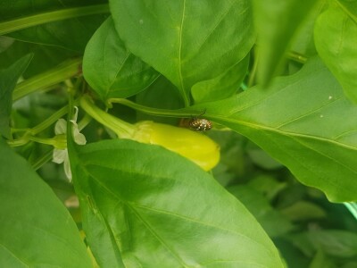 Zelena stjenica Zelena stjenica