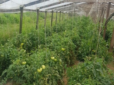 Zelena stjenica Zelena stjenica