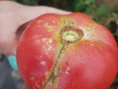 Zelena stjenica Zelena stjenica