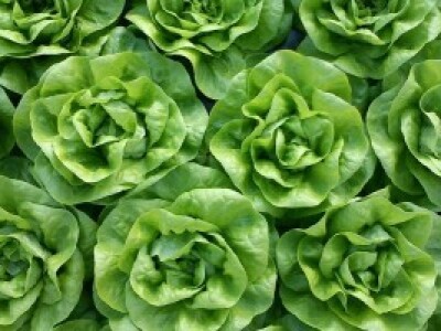 Zelena zimska salata iz neretvanskih plastenika