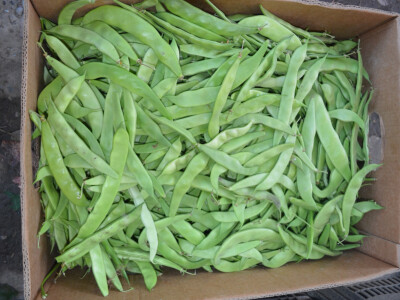 Divovske mahune u bjelovarskom plasteniku