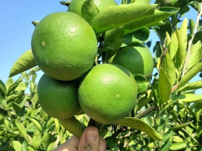 Zelene mandarine čekaju berbu