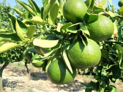 Zelene mandarine čekaju berbu