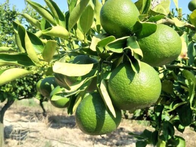 Zelene mandarine čekaju berbu