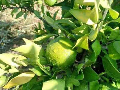 Zelene mandarine čekaju berbu