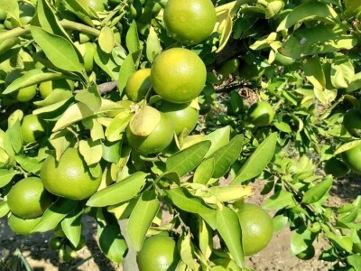 Zelene mandarine čekaju berbu