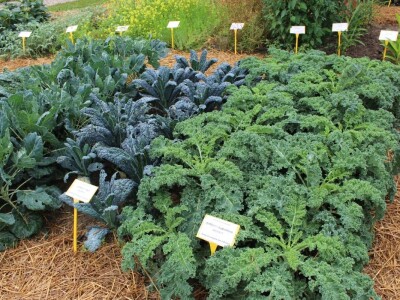 Zeleni dragulji prirode na Agri