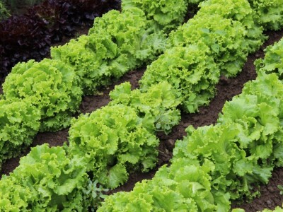 Zeleni dragulji prirode na Agri