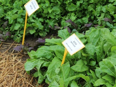 Zeleni dragulji prirode na Agri