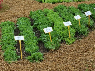 Zeleni dragulji prirode na Agri