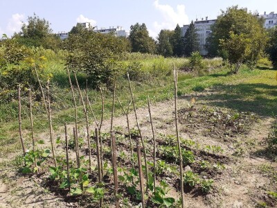 Zeleni inkubator Zeleni inkubator