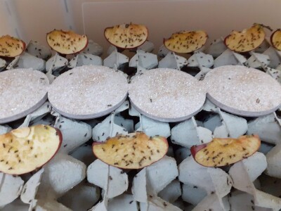 Zeleni inkubator Zeleni inkubator