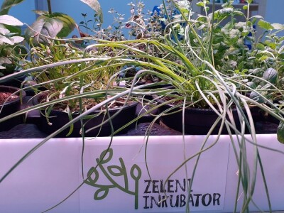 Zeleni inkubator Zeleni inkubator