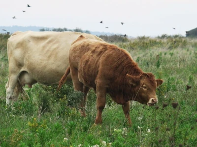 Zeleni kriminal - nagomilani otpad na ulazu Parka prirode Lonjsko polje