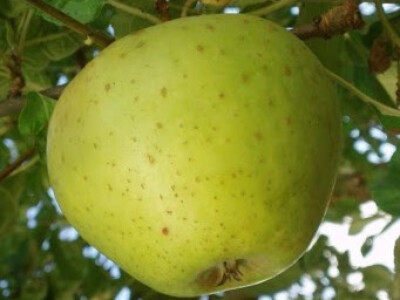 Stara sorta zelenika