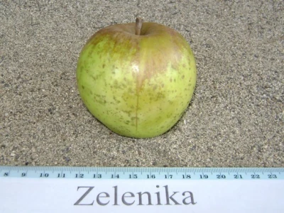 Zelenika - stara sorta jabuke