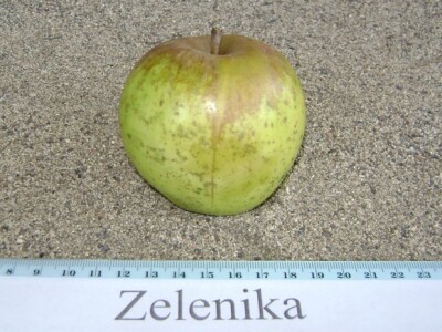 Zelenika - stara sorta jabuke