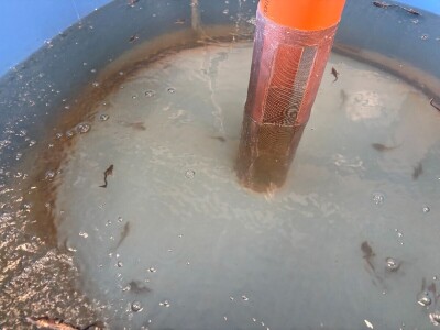 Zelenim mrijestilištem očuvanje autohtonih vrsta riba Zelenim mrijestilištem očuvanje autohtonih vrsta riba