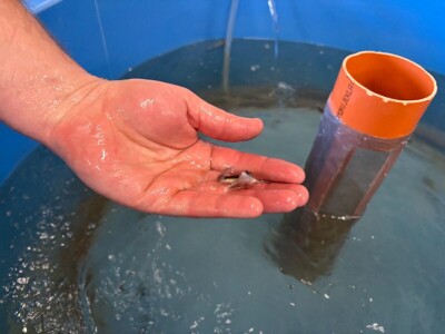 Zelenim mrijestilištem očuvanje autohtonih vrsta riba Zelenim mrijestilištem očuvanje autohtonih vrsta riba