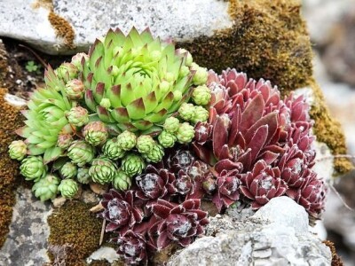 Želite oblikovati kamenjar? Ove biljne vrste su idealne!