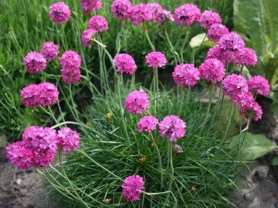 Želite oblikovati kamenjar? Ove biljne vrste su idealne!