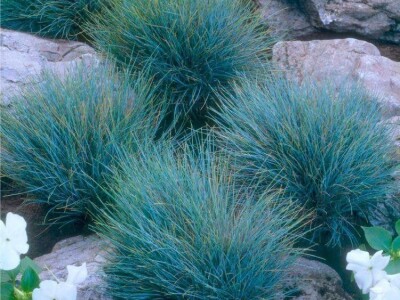 Želite oblikovati kamenjar? Ove biljne vrste su idealne!